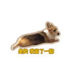 Corgi Bucky Says Hi ！（個別スタンプ：11）