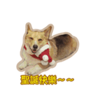 Corgi Bucky Says Hi ！（個別スタンプ：12）