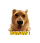Corgi Bucky Says Hi ！（個別スタンプ：13）