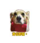 Corgi Bucky Says Hi ！（個別スタンプ：14）
