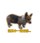 Corgi Bucky Says Hi ！（個別スタンプ：15）