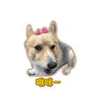 Corgi Bucky Says Hi ！（個別スタンプ：16）