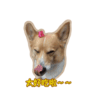 Corgi Bucky Says Hi ！（個別スタンプ：17）
