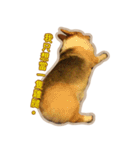 Corgi Bucky Says Hi ！（個別スタンプ：18）