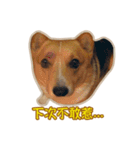 Corgi Bucky Says Hi ！（個別スタンプ：19）