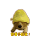 Corgi Bucky Says Hi ！（個別スタンプ：22）
