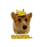 Corgi Bucky Says Hi ！（個別スタンプ：23）