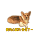 Corgi Bucky Says Hi ！（個別スタンプ：24）