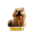 Corgi Bucky Says Hi ！（個別スタンプ：25）