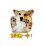 Corgi Bucky Says Hi ！（個別スタンプ：26）