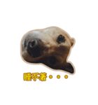 Corgi Bucky Says Hi ！（個別スタンプ：27）