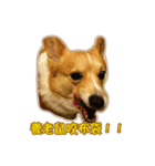 Corgi Bucky Says Hi ！（個別スタンプ：28）