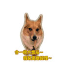 Corgi Bucky Says Hi ！（個別スタンプ：29）