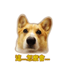 Corgi Bucky Says Hi ！（個別スタンプ：30）