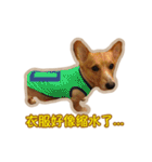Corgi Bucky Says Hi ！（個別スタンプ：31）