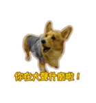 Corgi Bucky Says Hi ！（個別スタンプ：32）