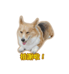 Corgi Bucky Says Hi ！（個別スタンプ：33）