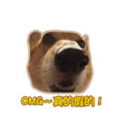 Corgi Bucky Says Hi ！（個別スタンプ：35）