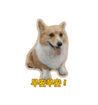 Corgi Bucky Says Hi ！（個別スタンプ：37）