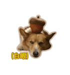 Corgi Bucky Says Hi ！（個別スタンプ：38）
