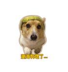 Corgi Bucky Says Hi ！（個別スタンプ：39）