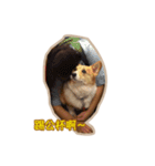 Corgi Bucky Says Hi ！（個別スタンプ：40）
