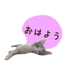 癒し猫**実写**ふきだしVer（個別スタンプ：1）