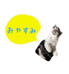 癒し猫**実写**ふきだしVer（個別スタンプ：2）