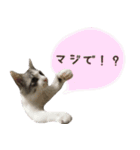 癒し猫**実写**ふきだしVer（個別スタンプ：6）