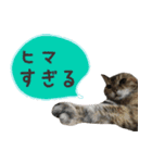 癒し猫**実写**ふきだしVer（個別スタンプ：7）