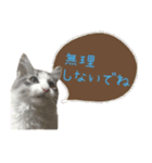 癒し猫**実写**ふきだしVer（個別スタンプ：8）