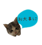 癒し猫**実写**ふきだしVer（個別スタンプ：11）