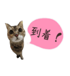 癒し猫**実写**ふきだしVer（個別スタンプ：12）