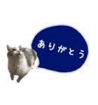 癒し猫**実写**ふきだしVer（個別スタンプ：15）