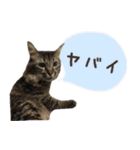 癒し猫**実写**ふきだしVer（個別スタンプ：16）