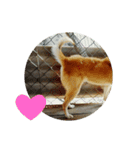 Cute Shiba Inu DOG 2（個別スタンプ：5）