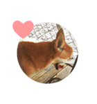 Cute Shiba Inu DOG 2（個別スタンプ：7）