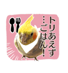 8色のオカメインコ（個別スタンプ：1）