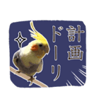 8色のオカメインコ（個別スタンプ：7）