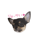 チワワのココ(日常会話2)（個別スタンプ：1）