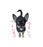 チワワのココ(日常会話2)（個別スタンプ：3）