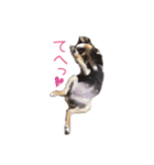 チワワのココ(日常会話2)（個別スタンプ：6）