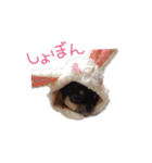 チワワのココ(日常会話2)（個別スタンプ：7）