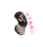 チワワのココ(日常会話2)（個別スタンプ：13）