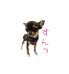 チワワのココ(日常会話2)（個別スタンプ：15）