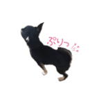 チワワのココ(日常会話2)（個別スタンプ：17）
