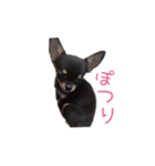 チワワのココ(日常会話2)（個別スタンプ：18）
