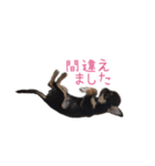 チワワのココ(日常会話2)（個別スタンプ：19）