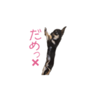 チワワのココ(日常会話2)（個別スタンプ：22）