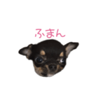 チワワのココ(日常会話2)（個別スタンプ：23）